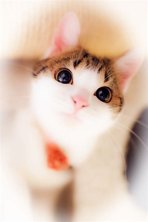 Кавайняшка: Фотографии кошки - YouLoveIt.ru