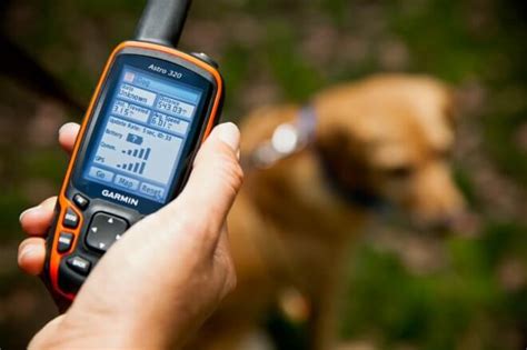 GPS-трекер для собак (охотничий ошейник-навигатор), кому он может быть ...