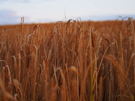 images agriculture prairie grassland natural environment