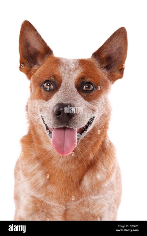 Australian Cattle Dog Portrait Stock Photo - Alamy