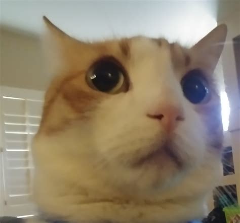Shocked Cat Memes - Imgflip