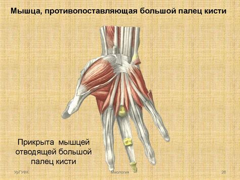 Мышцы предплечья, кисти - презентация онлайн