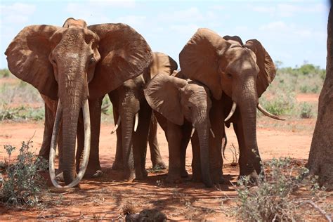 Poaching no longer the biggest threat to elephants