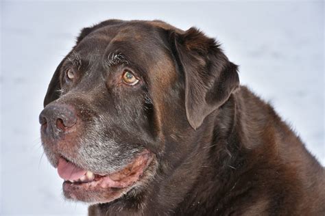 Are Chocolate Labs Smart? Unveiling Canine Intelligence