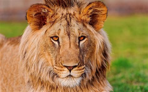 лев, panthera leo, фуфик, уши » Оформление Windows 7:8:10 - темы ...