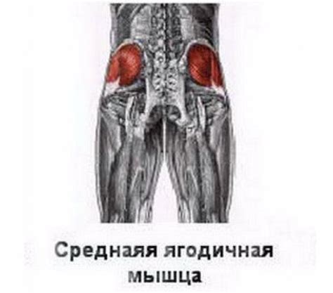 Упражнения для ягодичной мышцы (средней, большой, малой) в домашних ...