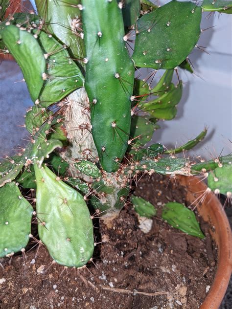 Cactus identification : r/PlantIdentification