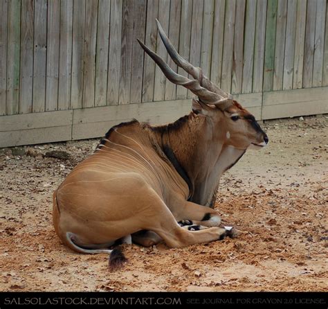 Giant Eland 1 by SalsolaStock on DeviantArt