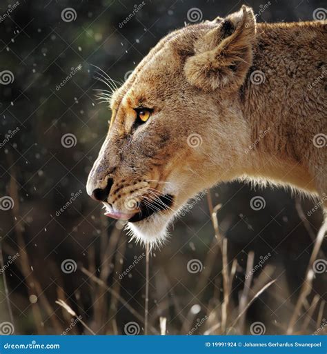 Lioness In The Rain