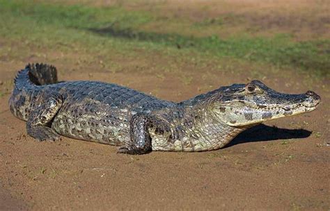 Jacaré do Pantanal: A espécie corre grande risco de extinção