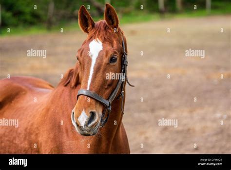 Horse head of a brown horse Stock Photo - Alamy