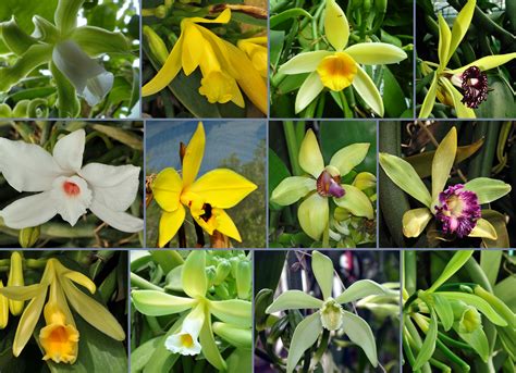 La vanille aromatique - Jardins de France