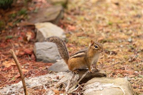 Man Rescues Helpless Chipmunk From Being Trapped in Netting