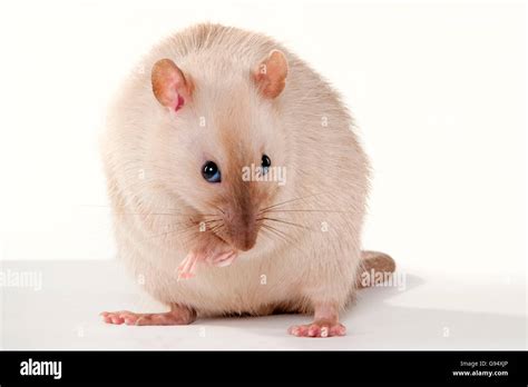 Domestic Rat, male Stock Photo - Alamy