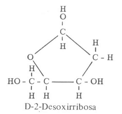 Desoxirribosa - Salud