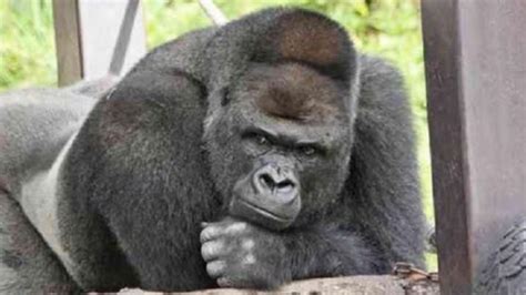 Handsome Gorilla Shabani Woos Women Of Japan - YouTube