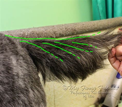 Pet Grooming: The Good, The Bad, & The Furry: Tails, Tails, and More Tails