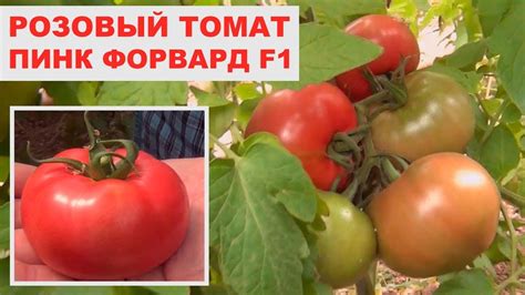 Розовый томат Пинк Форвард F1 в теплице (15-05-2018) - YouTube