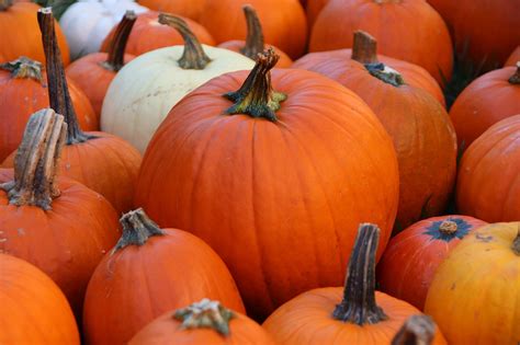 Pumpkin Fall Autumn - Free photo on Pixabay - Pixabay
