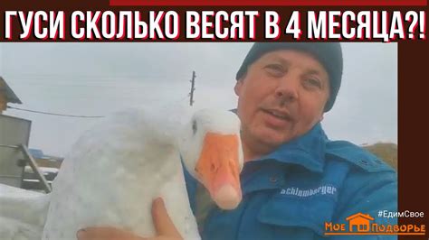 Гуси: вес в 4 месяца, чем кормить гусей перед забоем?! "Мое Подворье ...