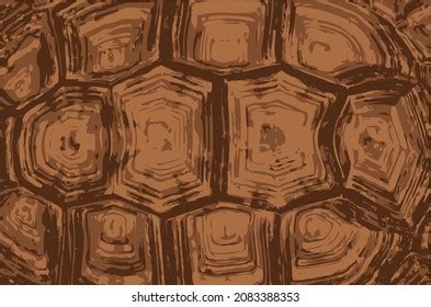 tortoise shell pattern royalty  images stock