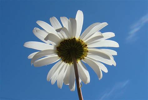 Daisy From Below Free Stock Photo - Public Domain Pictures