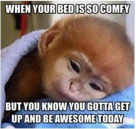 funny good morning memes  start  day  thrifty nifty mommy