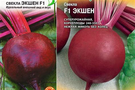 Свекла Экшен: описание сорта, отзывы, фото, характеристика, достоинства ...
