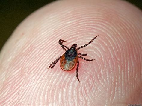 В Витебске и Витебской области активизировались энцефалитные клещи ...