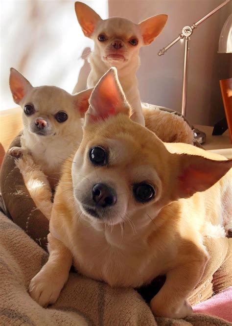 Pin by claudia castillo on Manolo | Chihuahua dogs funny, Chihuahua puppies, Chihuahua funny