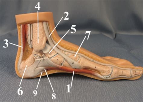 foot medial view diagram quizlet