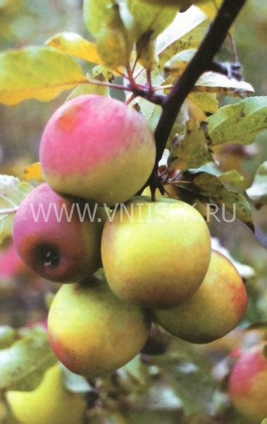 Яблоня, Сорт Северный Синап - ФГБНУ ВНИИСПК