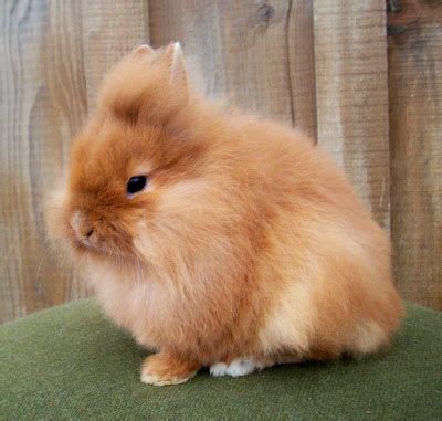 lionhead rabbit  life  animals