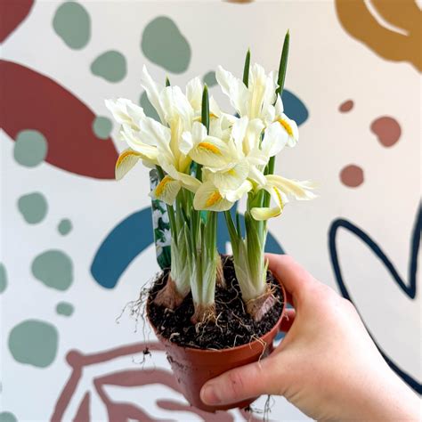 Iris - Potted White Dwarf Iris – Sprouts of Bristol