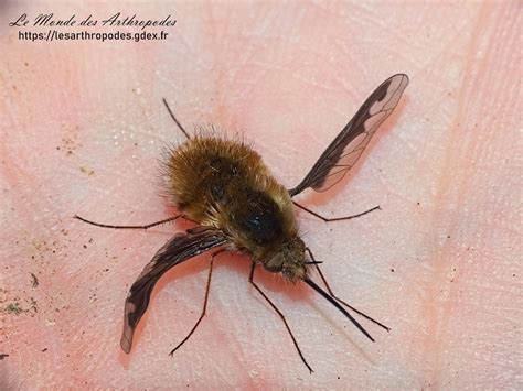 This is not a bumblebee! : r/Entomology