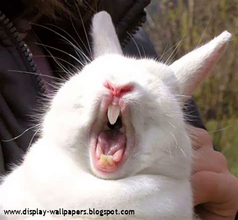Wallpapers Download: Very Funny Rabbit Pictures Free Download