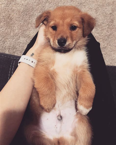 New puppy addition - black mouth cur/cowboy corgi mix! : r/corgi