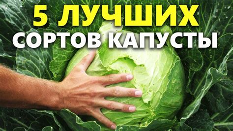 Лучшие сорта капусты: какой сорт капусты выбрать для посадки - YouTube
