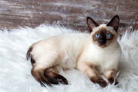 Siamese Cat Price - Everything You Need to Know | Catastic