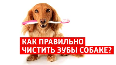 ЧИСТКА ЗУБОВ У СОБАК в домашних условиях, или как самому чистить зубы ...