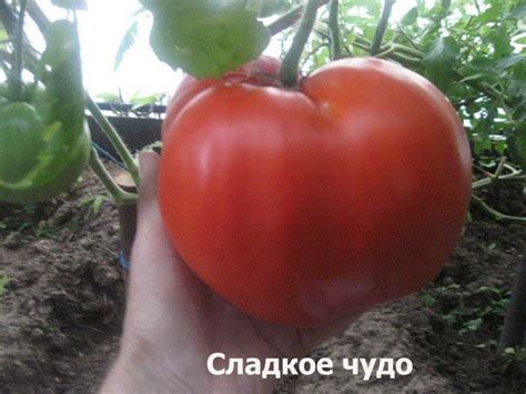 Томат Сладкое чудо: характеристика и описание сорта, отзывы, фото ...