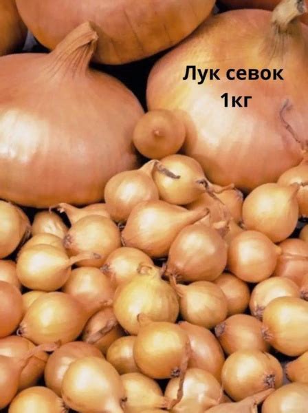Луковицы Лук севок купить по выгодной цене в интернет-магазине OZON ...