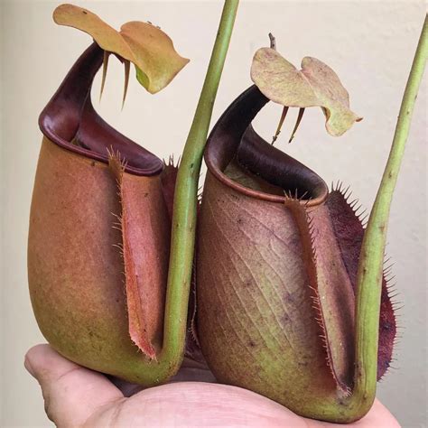 Nepenthes bicalcarata: Carnivorous Beauty and Cultivation