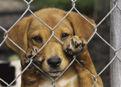 scegliere  cane al canile