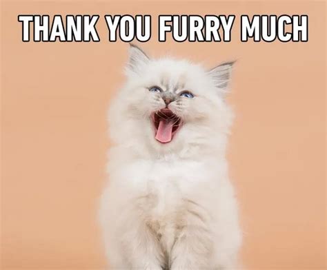 Tổng hợp meme cảm ơn hài hước, cute, bựa