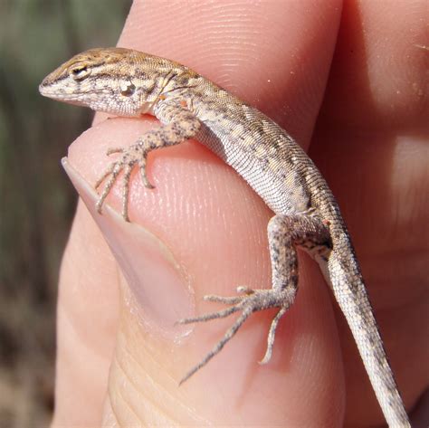 Lizards, iguanas, and snakes! Oh my! | Data Nuggets
