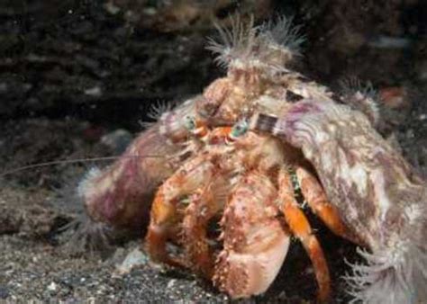 Benthic definition | Biodiversity A-Z