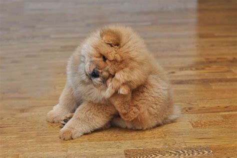 how to know if a puppy has fleas