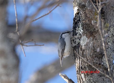 manta blog: Roadside Bird Watching in Hokkaido