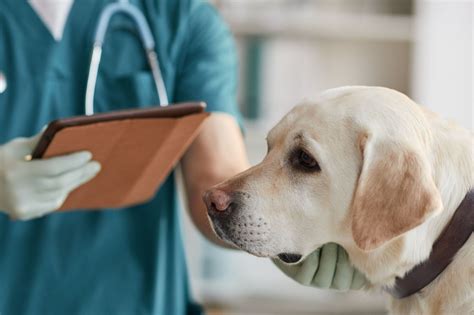 I’m a vet and these are the top five most toxic products to dogs – and ...